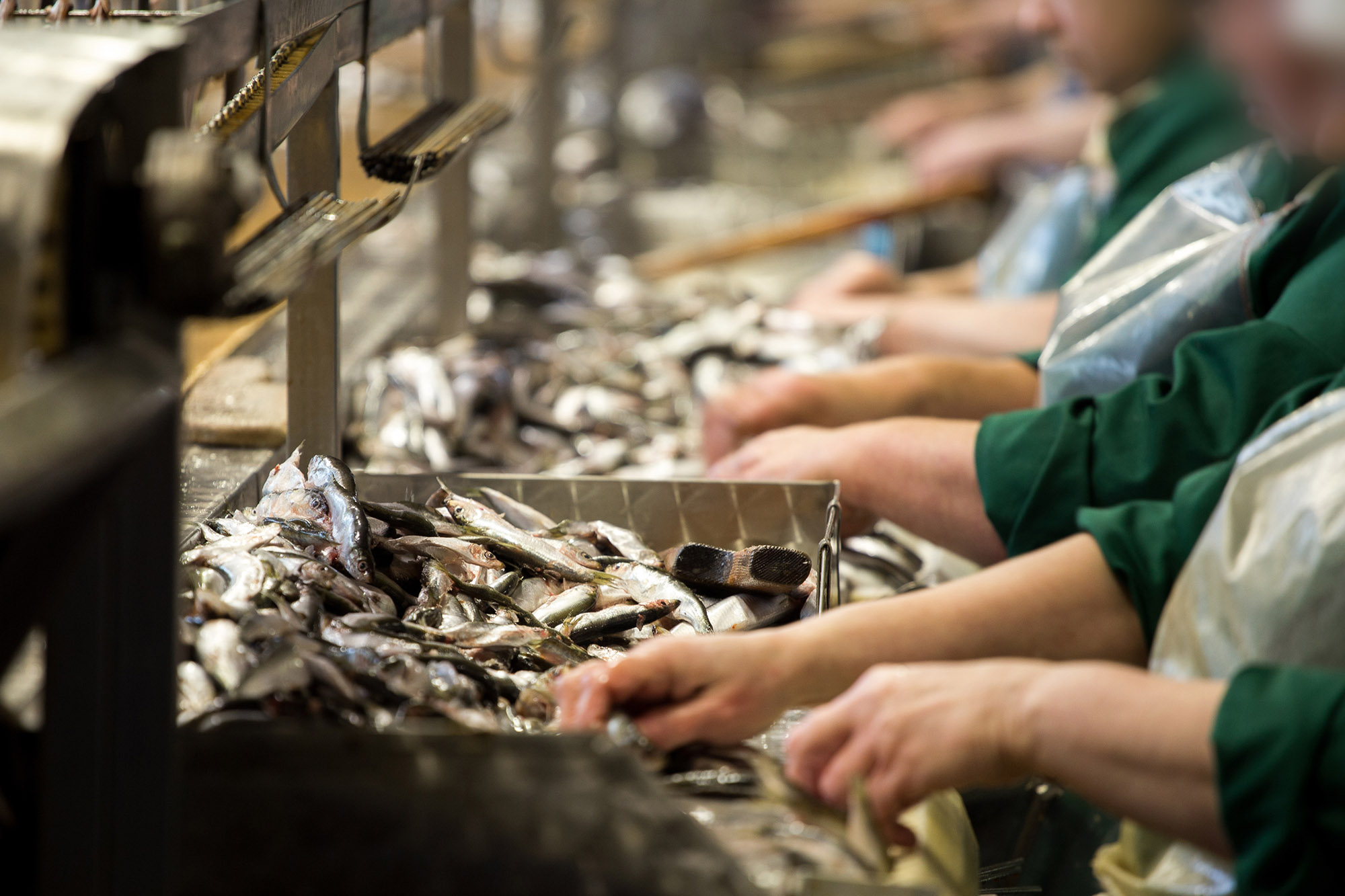 Рыбный цех. Fish processing. Fish Factory. Fish processing labourer in Canada. Fish processing Plant.